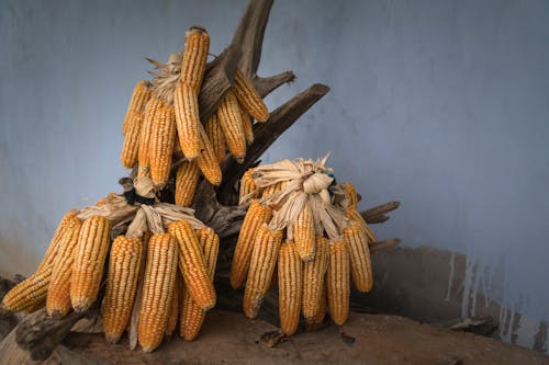 Foto d'estoc gratuïta de agricultura, assecat, blat de moro