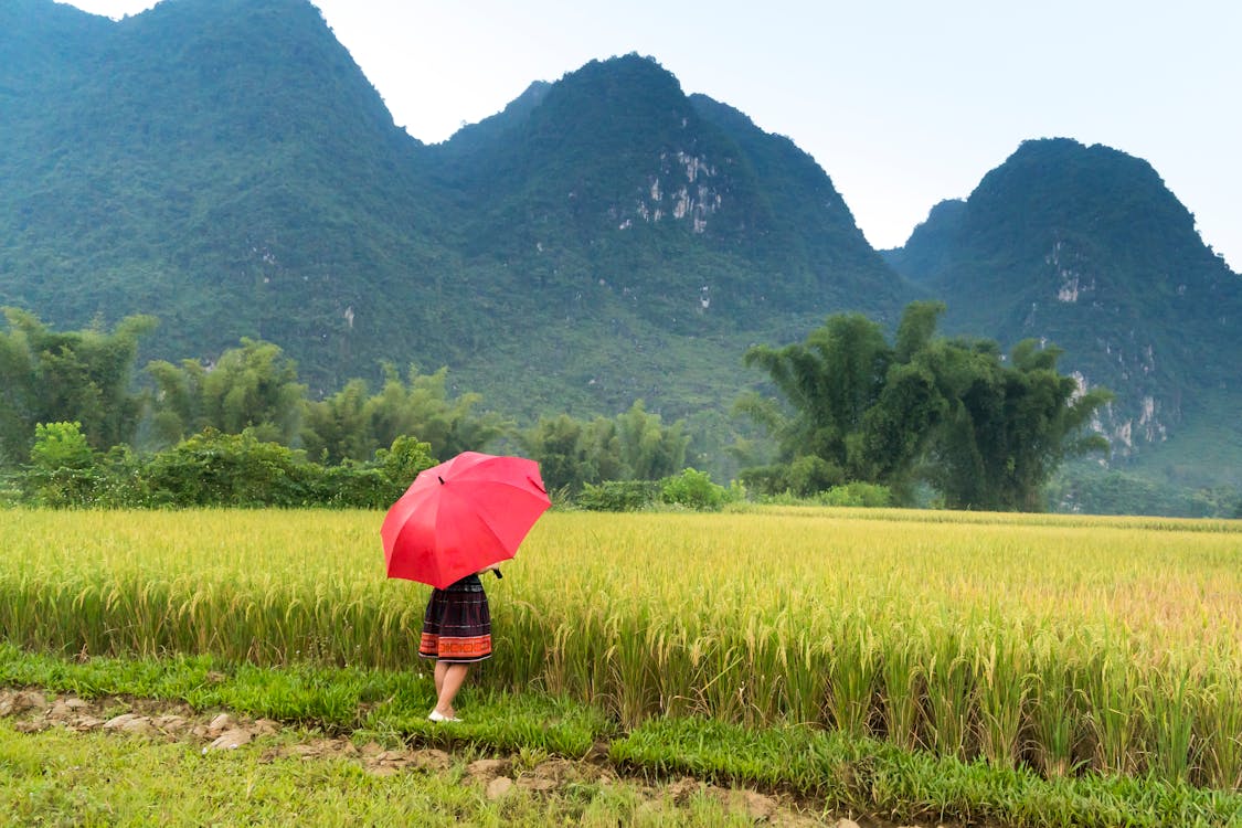 Женщина, держащая зонтик, стоя возле рисового поля