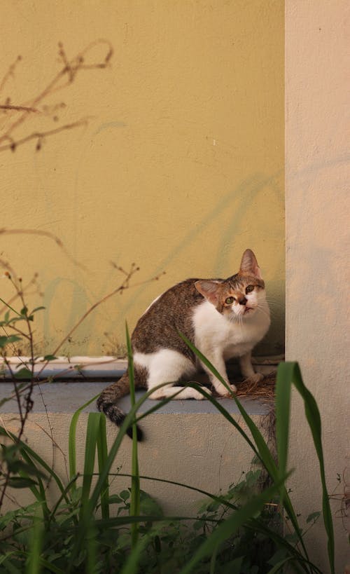 Free A cat sitting on a ledge next to a wall Stock Photo