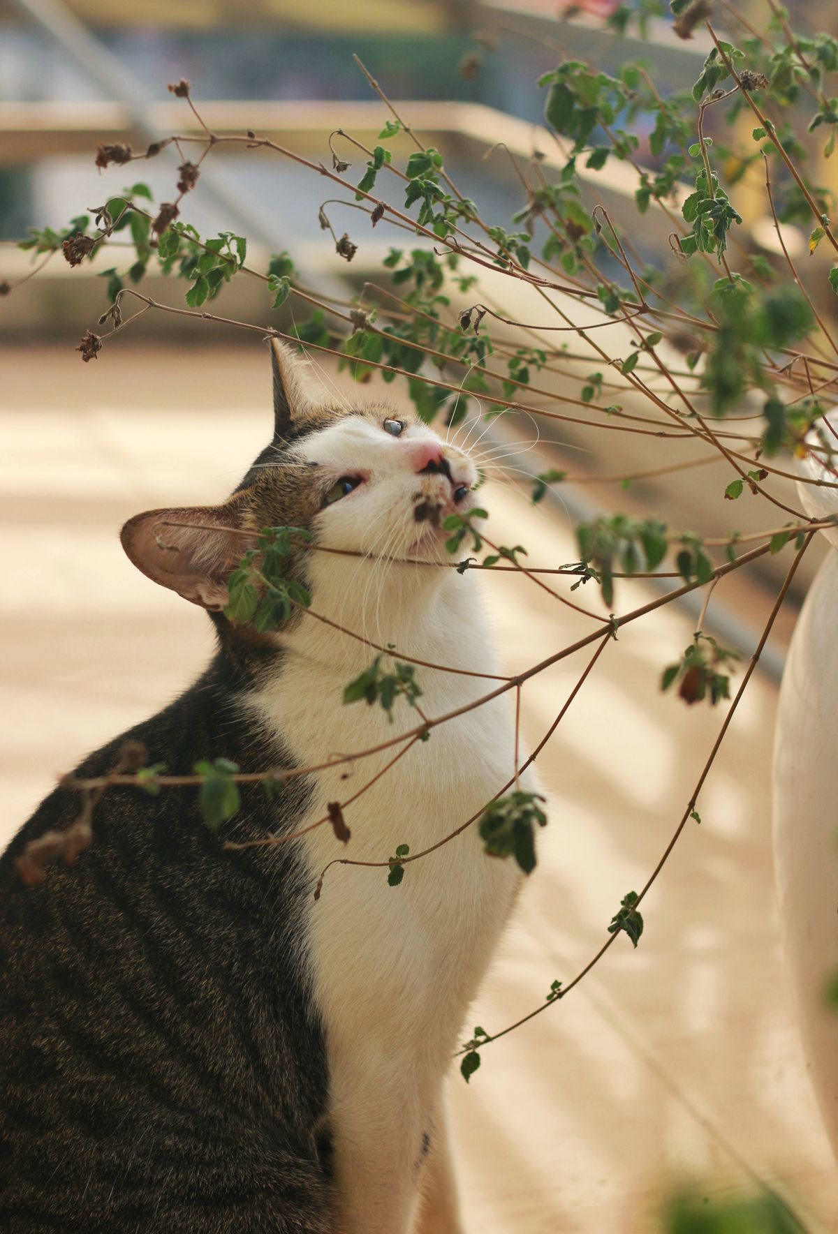 Giftige Zimmerpflanzen für Katzen: Lilien, Monstera & sichere Alternativen