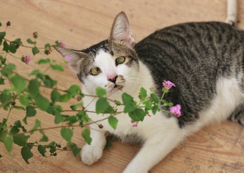 Free A cat is laying on the floor next to a plant Stock Photo