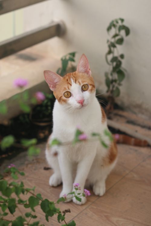 Free Adorable ginger and white cat sitting amidst plants in a sunny garden. Stock Photo