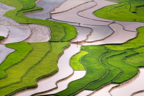 Free Aerial photo showcasing the vibrant greens of rice terraces with water reflections, perfect for travel and nature themes. Stock Photo