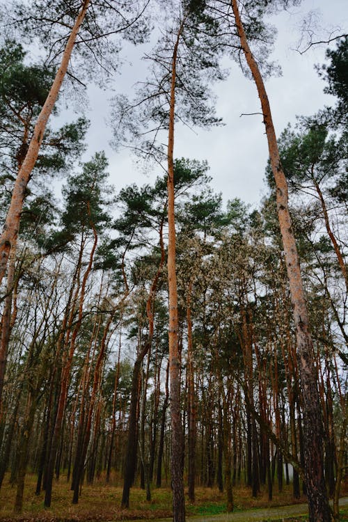 Immagine gratuita di alberi, conifero, foresta