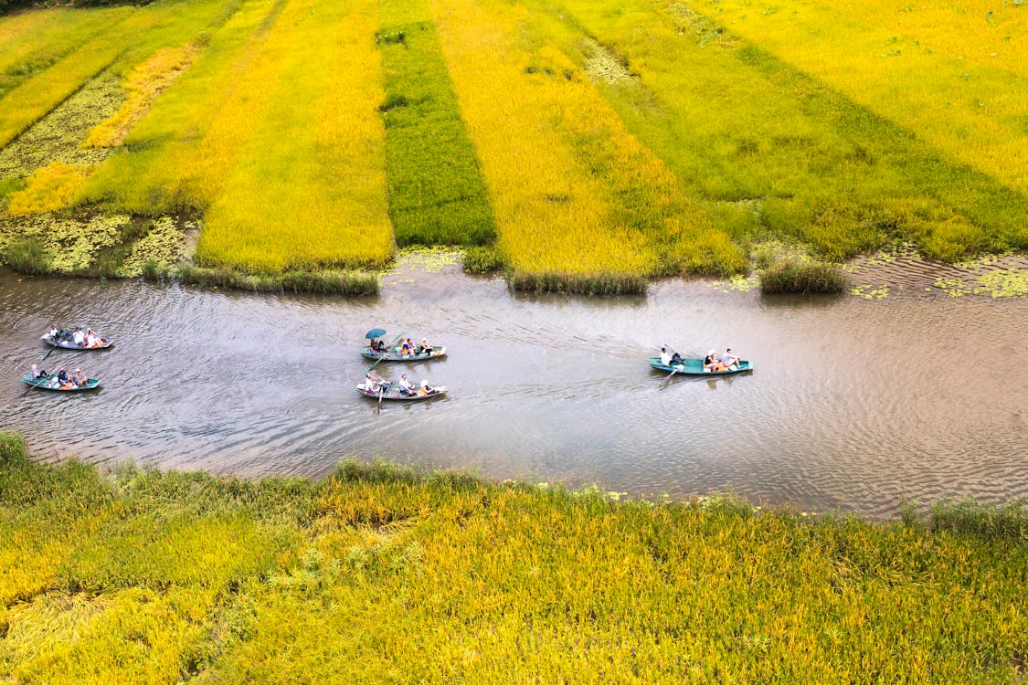 Boats on River Between Rice Fields