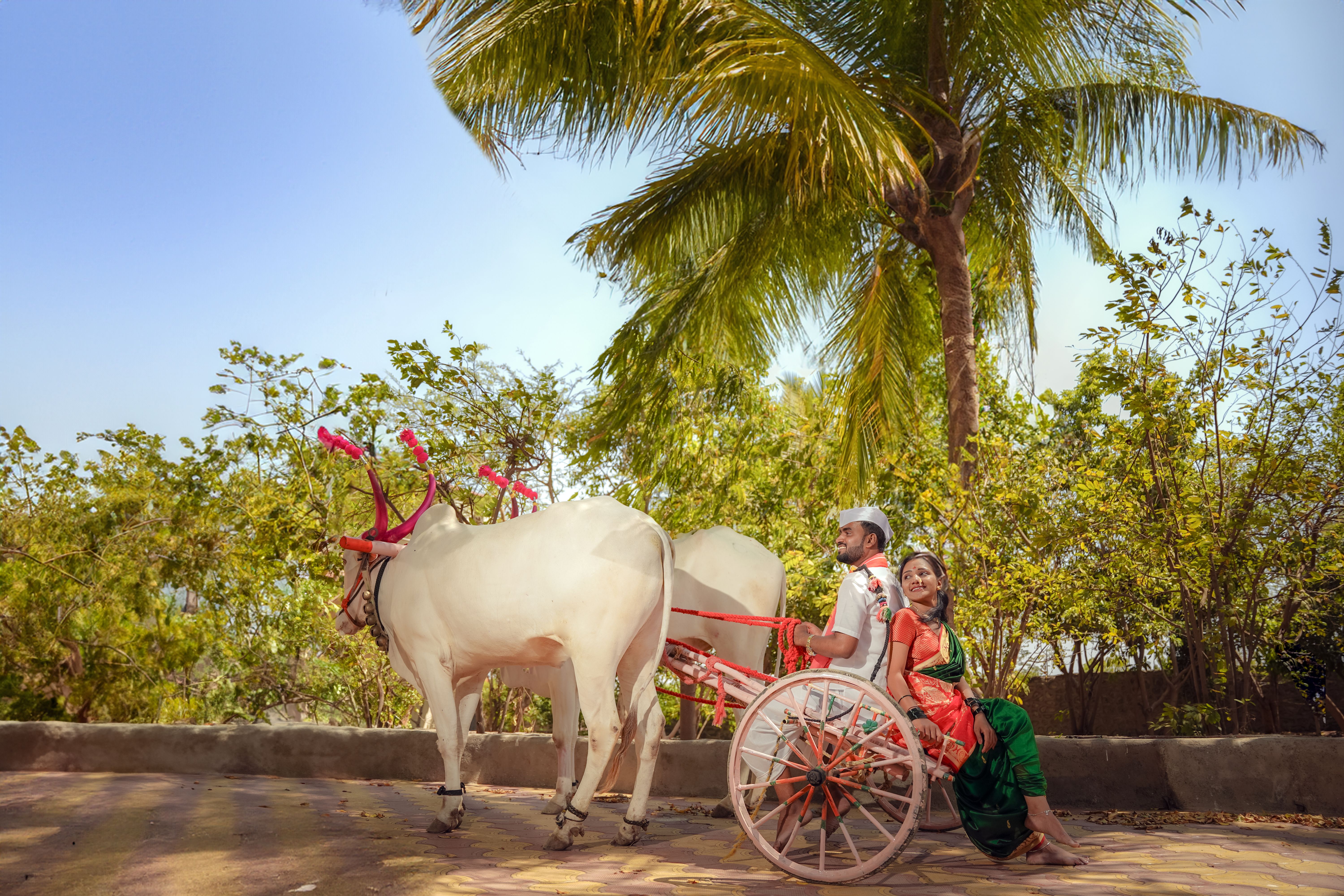 Indian couple enjoys a bullock cart ride under palm trees in Pune, India.