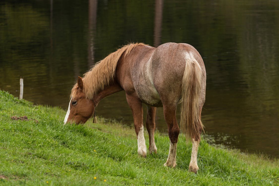 Braunes Und Weißes Fußpferd