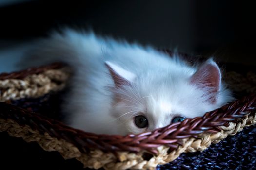 一只迷人的白色小猫从纹理篮中探出头来，散发出舒适和温暖的气息