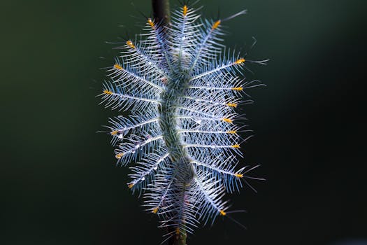 在黑暗背景下，一张尖刺毛毛虫的宏观特写，生动地突出了其色彩与纹理
