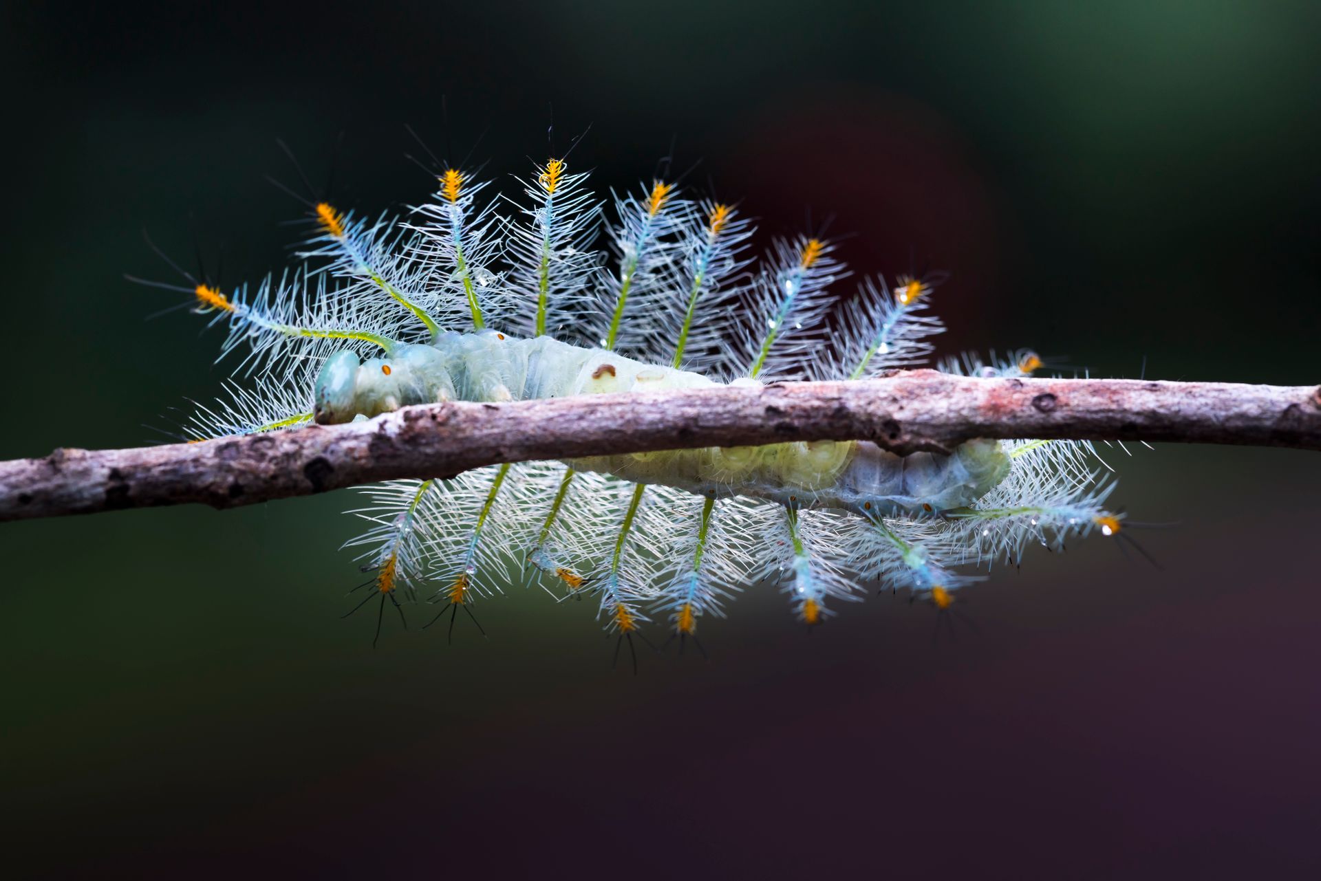 Caterpillar On Tree Branch