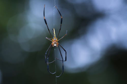 Фотография паука крупным планом