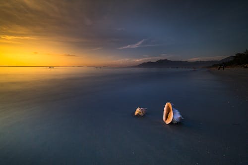 Two Seashells on Seashore