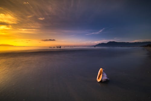 Free White Conch Shell Beside Shoreline Stock Photo