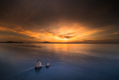 Two Sconce Shells at the Beach during Sunset