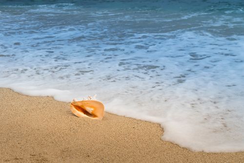 Free A tranquil beach scene with a conch shell resting on the sandy shore, waves gently lapping nearby. Stock Photo