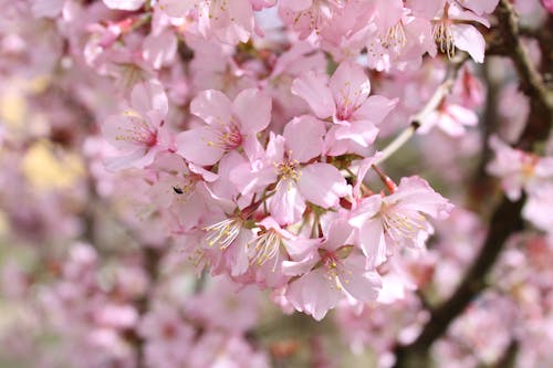 A close up of a pink cherry blossom tree