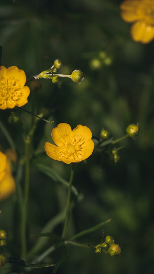 Fotos de stock gratuitas de al aire libre, allgäu, amarillo