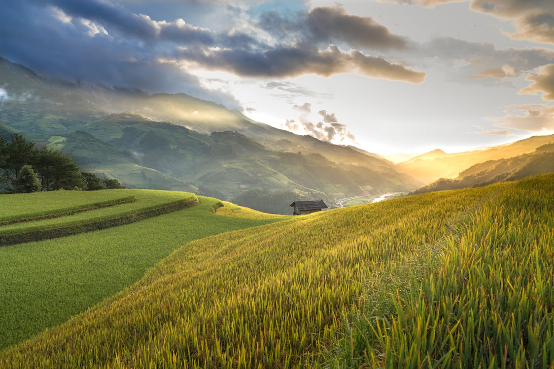 Free Rice Field during Golden Hour Stock Photo
