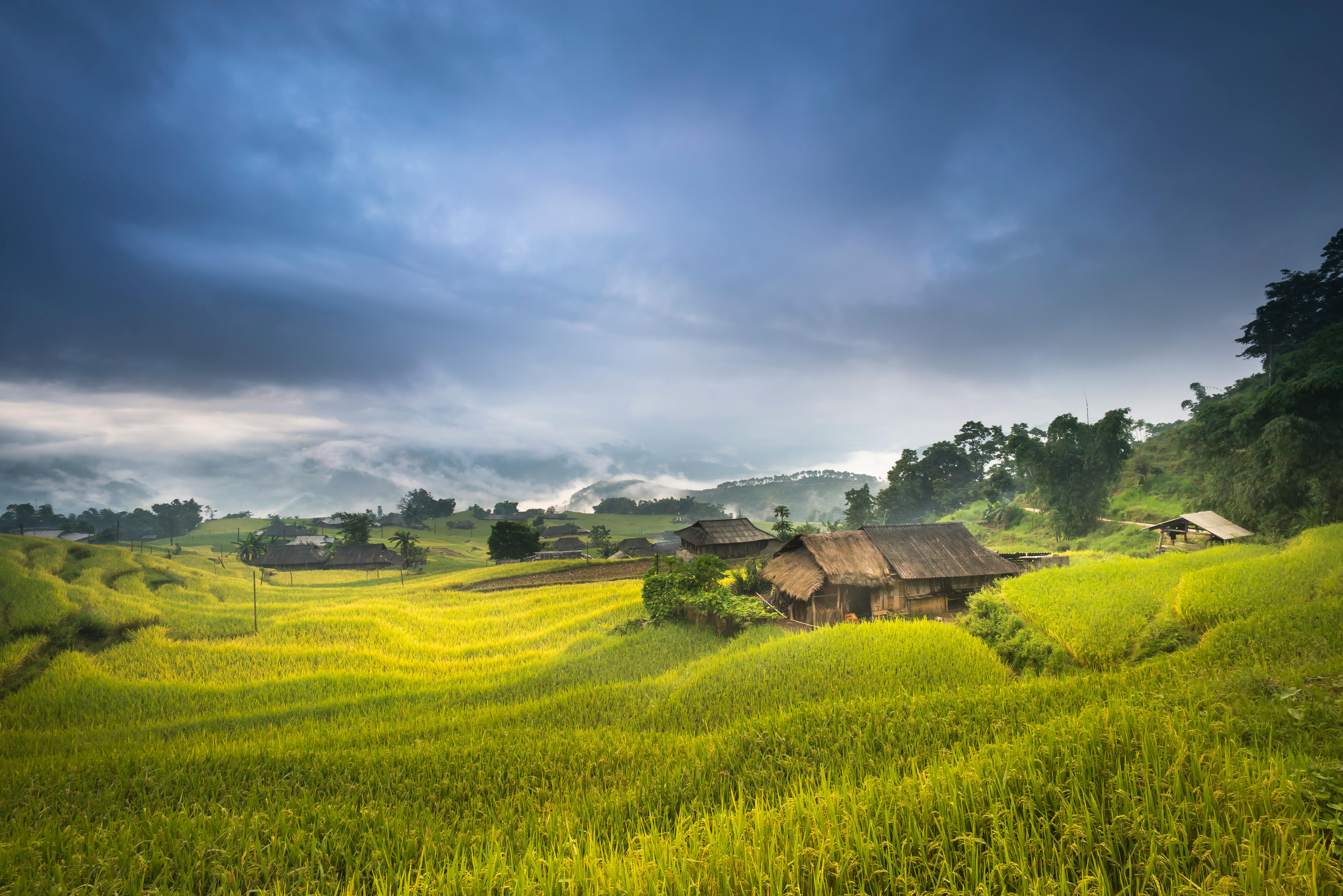 HD wallpaper: brown wooden hut and grass, vietnam, rice, rice field, ha  giang | Wallpaper Flare