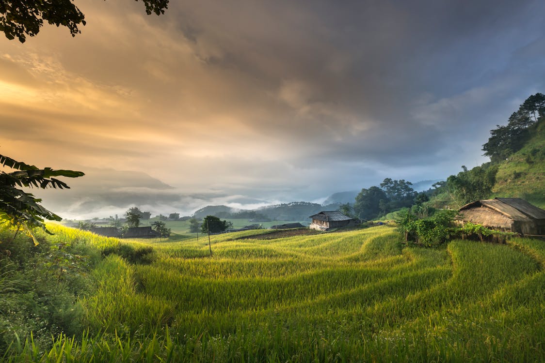 Free House Surrounded by Rice Field Stock Photo