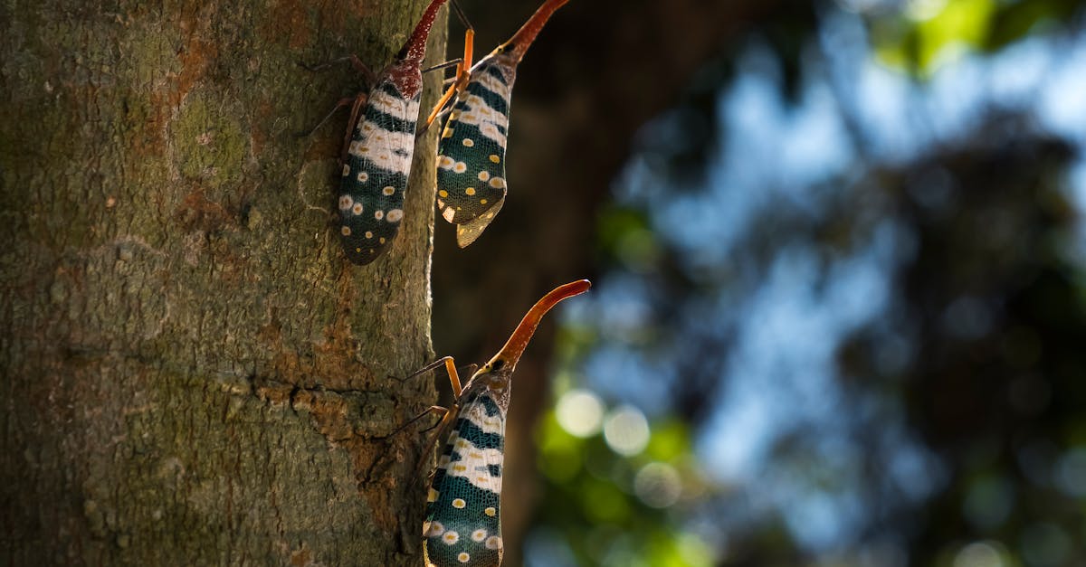 Three Gray Insects on Selective Focus Photography · Free Stock Photo