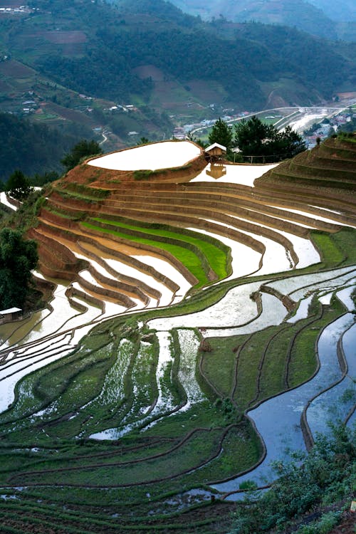 水稻梯田