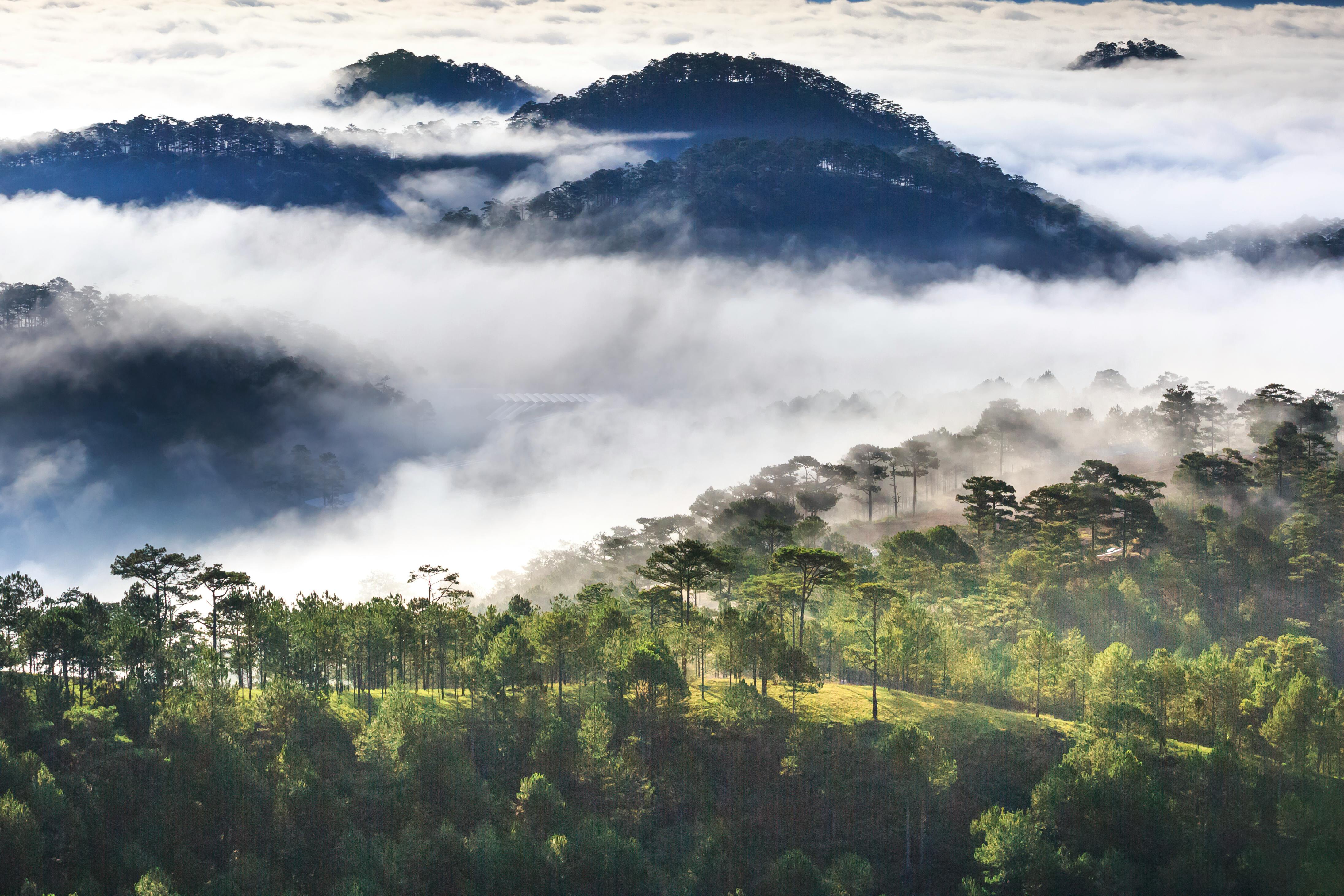 Rice farming in Indonesia