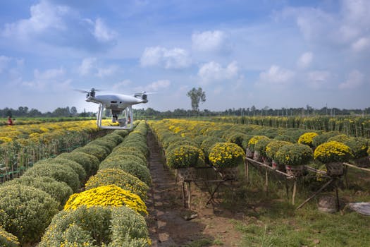 Captured from above, a drone surveys lush fields of chrysanthemums under a clear summer sky.