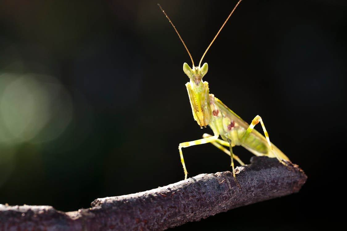 Free Close-up Photo of Green Praying Mantis Stock Photo