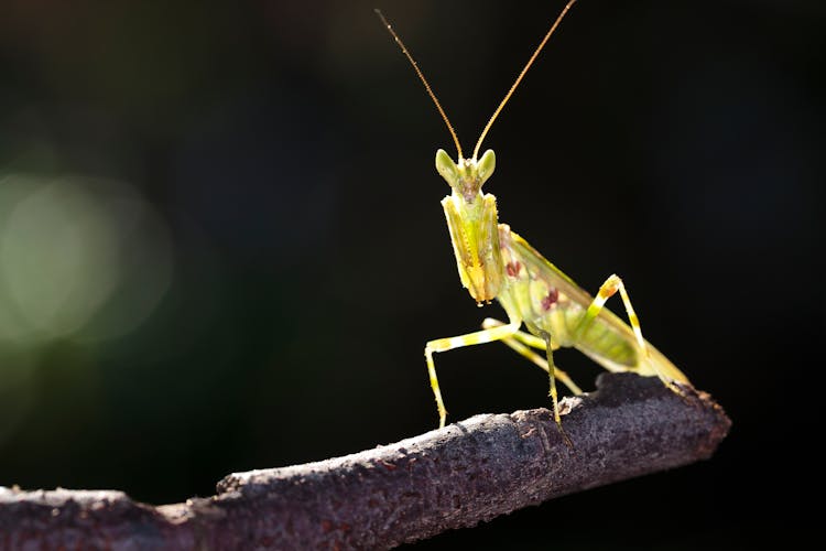 Close-up Photo Of Green Praying Mantis