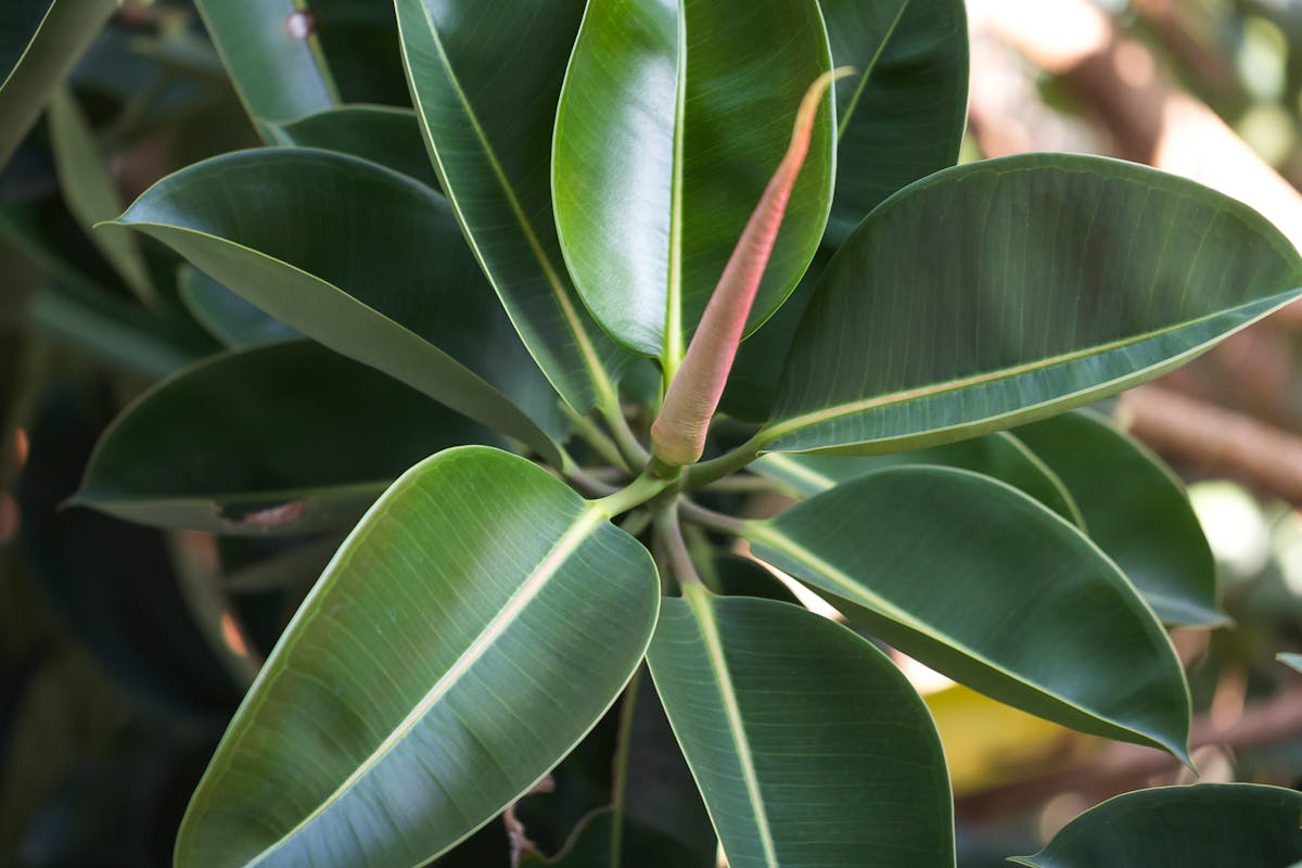 Dense tropical rainforest with mist rising above the canopy