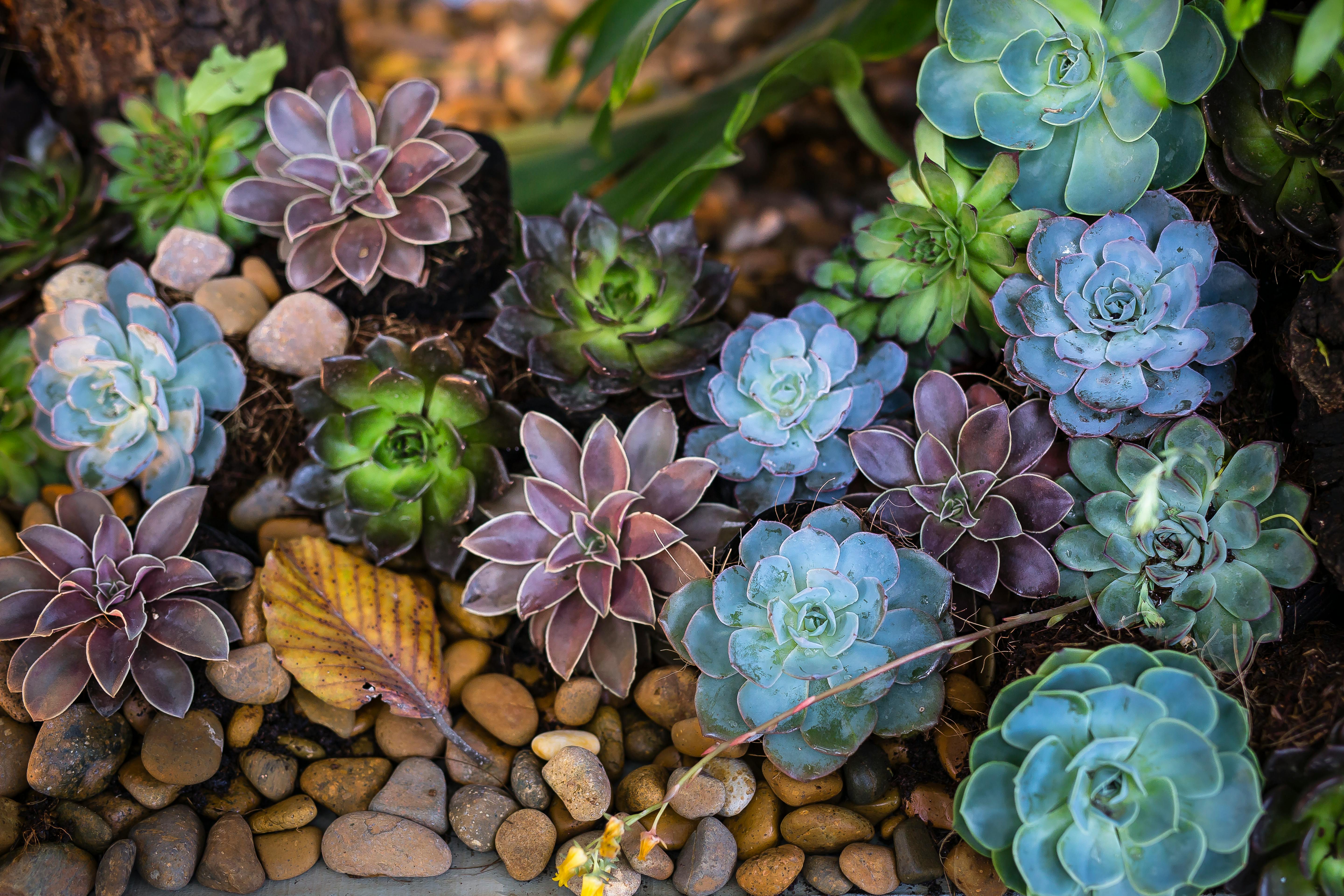 assorted color flowers