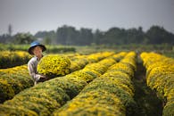 晴朗的天空下，一位快乐的农民站在一排排生机勃勃的黄色菊花间