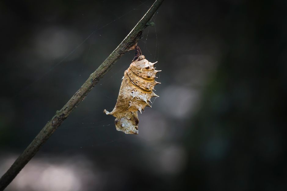 the spiritual chrysalis