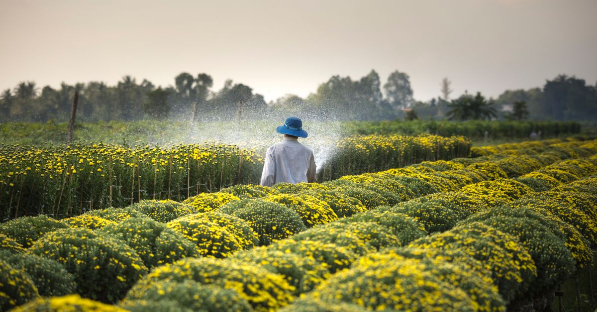 Fleurs de Melon : Culture et Conseils
