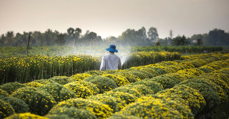 Fleurs de Melon : Culture et Conseils