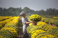 一位身着传统服装的女子，正在阳光明媚的田野里采摘鲜艳的黄花