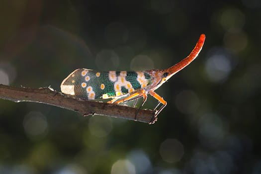 充满活力的灯笼栖息在背景映衬的树枝上，展现其色调