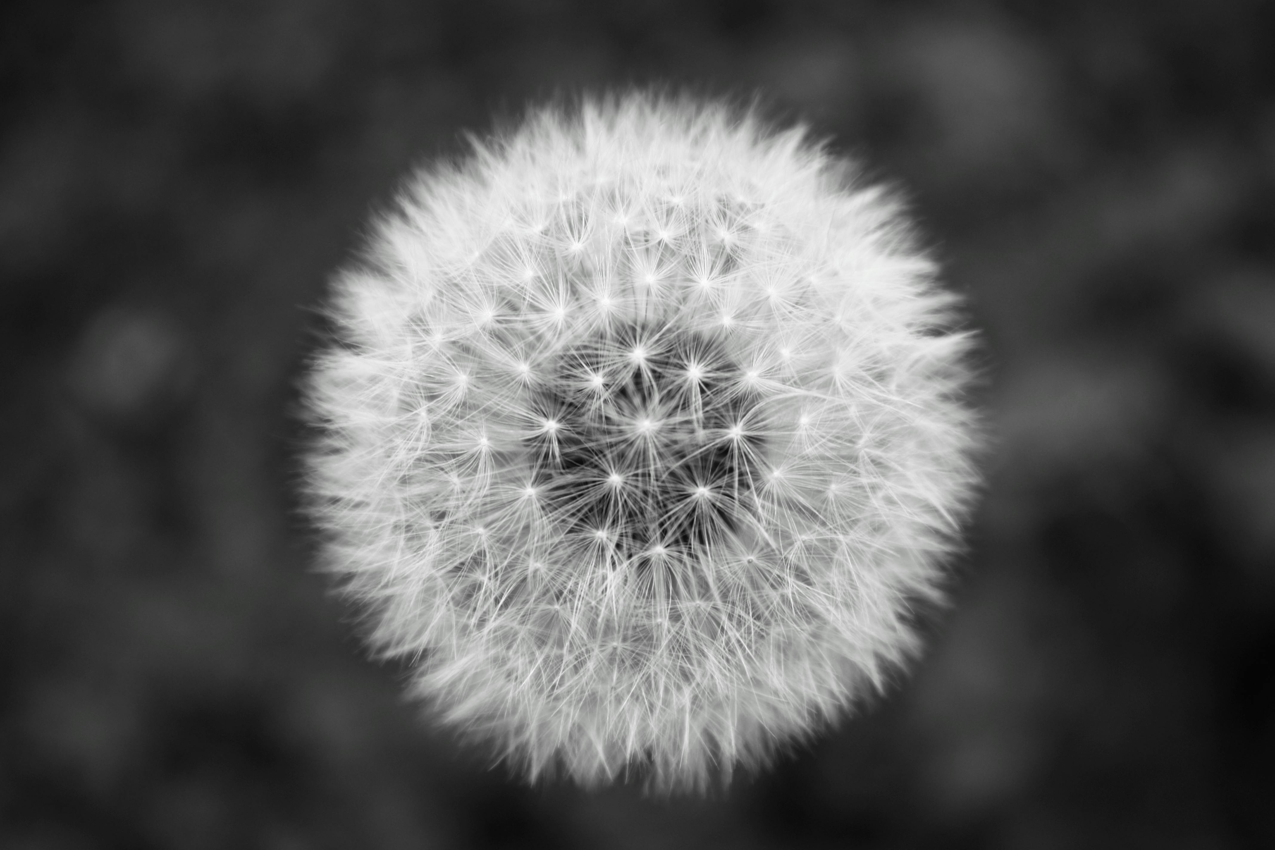 dandelion grayscale photography