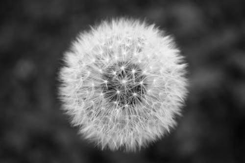 Dandelion Grayscale Photography