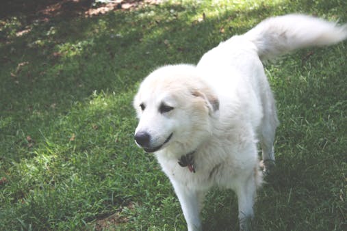 A Great Pyrenees dog stands peacefully in a sunlit green field.