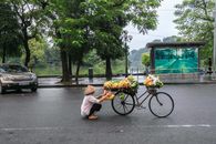 越南河内街头，一名水果摊贩在自行车上摆放香蕉