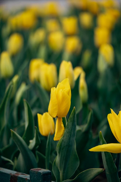 คลังภาพถ่ายฟรี ของ tulipa, ปาร์ค, ฤดูใบไม้ผลิ