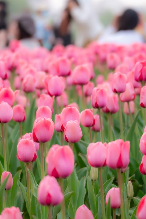 คลังภาพถ่ายฟรี ของ tulipa, ปาร์ค, ฤดูใบไม้ผลิ