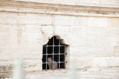 A cat sitting in a window looking out