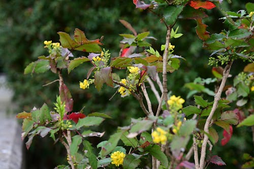 Darmowe zdjęcie z galerii z fotografia przyrodnicza, kwiaty, liście