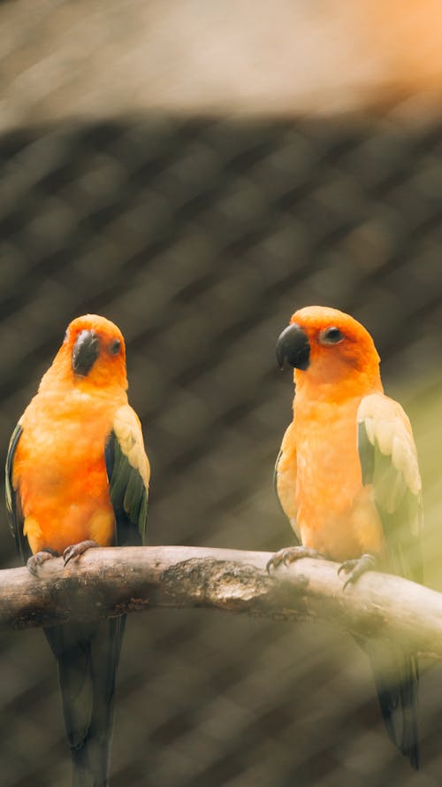 Pasangan Burung