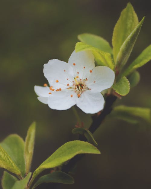 Fotos de stock gratuitas de ciruelo, de cerca, flor blanca
