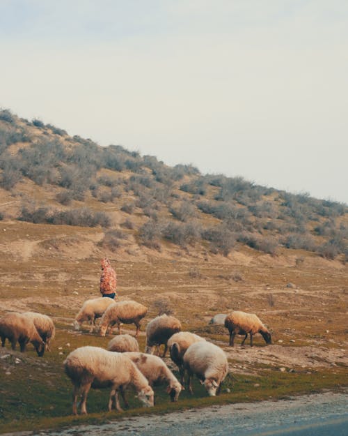 A man is standing in the middle of a field with sheep