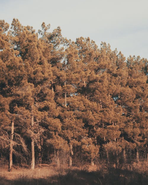 A photo of a forest with trees in it